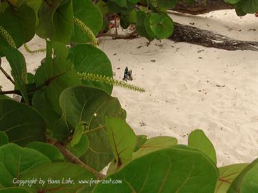 2010 Cuba, Holguin, Hotel Rio de Oro, Royal, DSC00615_b_B740